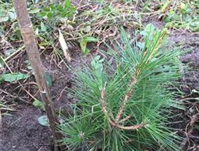 たすけあおうNippon東日本を応援_ボランティア活動報告