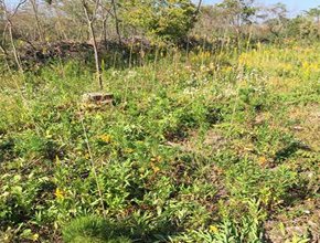 たすけあおうNippon東日本を応援_ボランティア活動報告