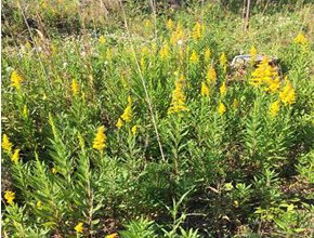 たすけあおうNippon東日本を応援_ボランティア活動報告