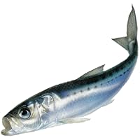 堤防釣り初心者ストア 釣れる代表的な魚 通販 Amazon Co Jp