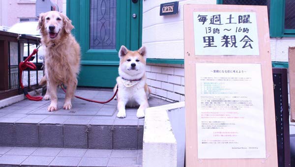 Amazon Co Jp 動物保護施設一覧 Pet Supplies