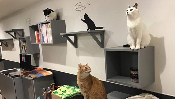 保護犬 保護猫 支援プログラム 関東 Amazon Co Jp