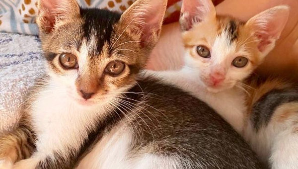 Amazon Co Jp 動物保護施設一覧 ペット用品