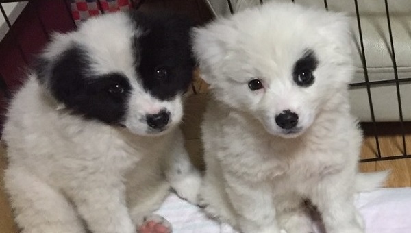 Amazon Co Jp 動物保護施設一覧 ペット用品