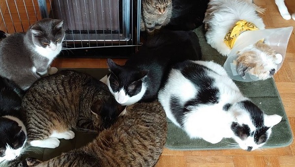 Amazon Co Jp 動物保護施設一覧 ペット用品