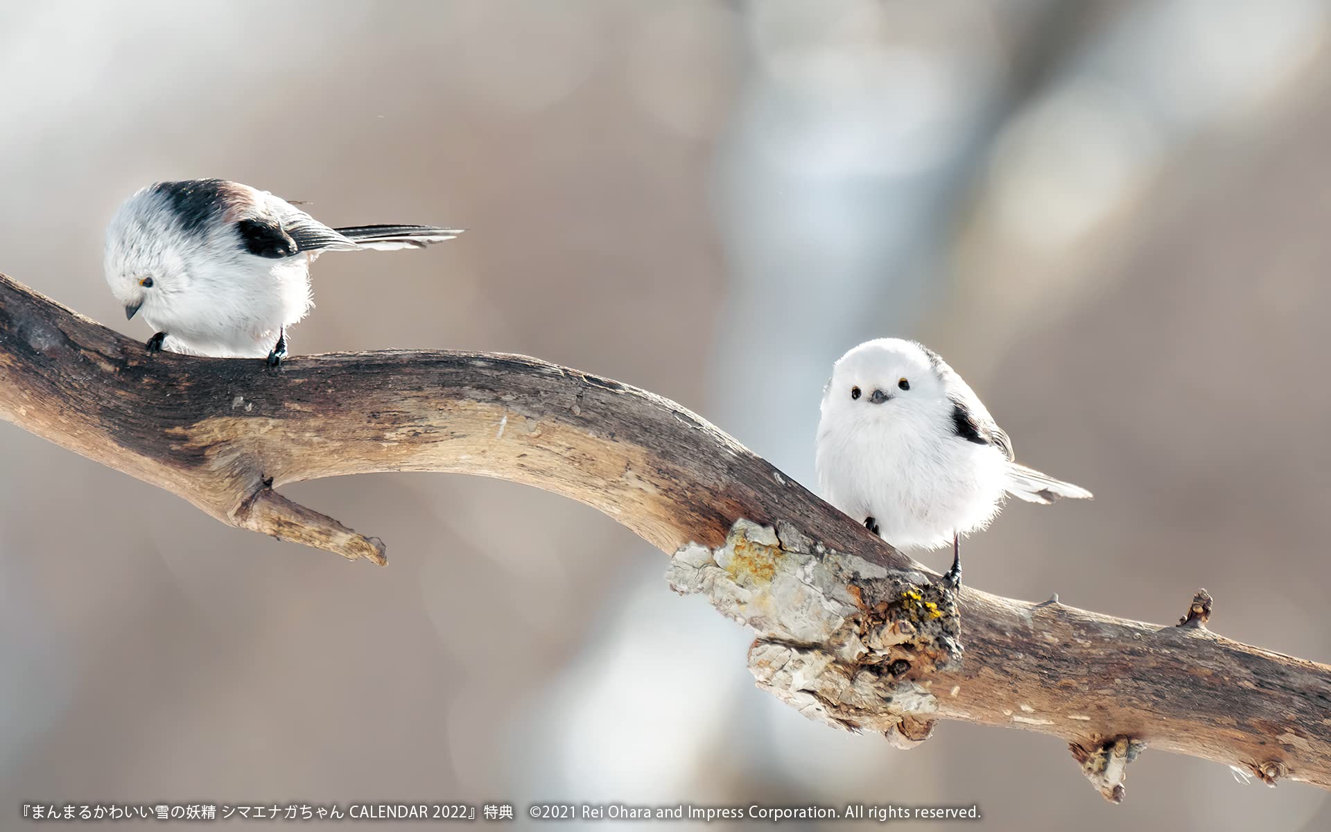 W And W 朝日新聞デジタルマガジン And アザラシ 赤ちゃん シマエナガ プレーリードッグ
