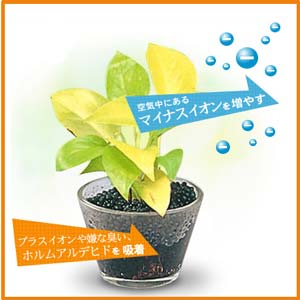 空気浄化炭ボール 小粒1.5L SH-3