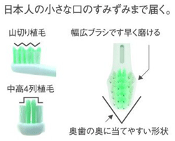 日本人の小さな口のすみずみまで届く