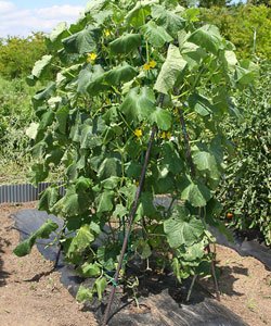 アイリスオーヤマ 地植え支柱セット ダークブラウン SSG-1