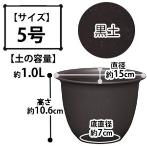 和彩中鉢 黒土 5号