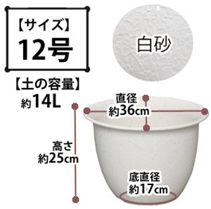 和彩中鉢 白砂 12号