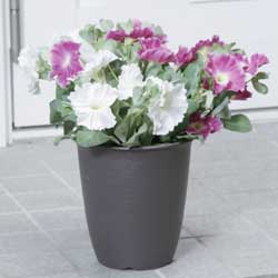 アイリスオーヤマ 和彩長鉢 黒土 12号