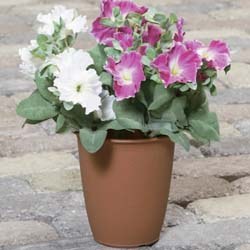 アイリスオーヤマ セレーヌハイポット テラコッタブラウン 12号