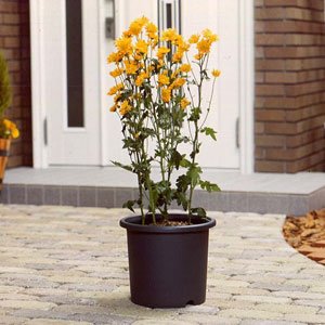 アイリスオーヤマ 菊鉢 グレー 7号