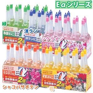 洋ランにEα