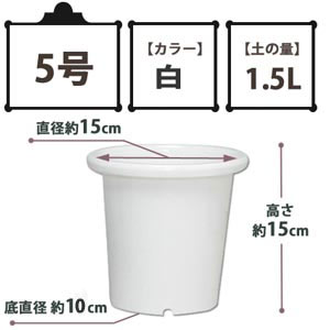 SEケンガイ鉢 白 5号