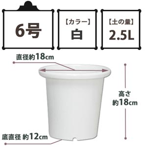 SEケンガイ鉢 白 6号