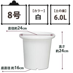 SEケンガイ鉢 白 8号