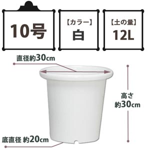 SEケンガイ鉢 白 10号