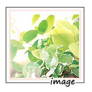  園芸用焼成ゼオライト 100g