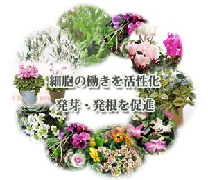 シャコバサボテンにEα