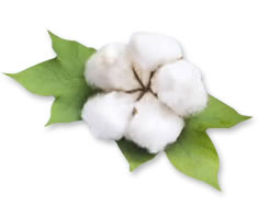 パンテーンアイスシャイン