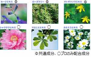 歯にやさしいハーブ配合