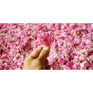 約600輪ものオーガニックダマスクローズを配合