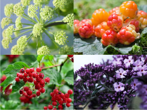 EARTH　ハーブエキスとオイル