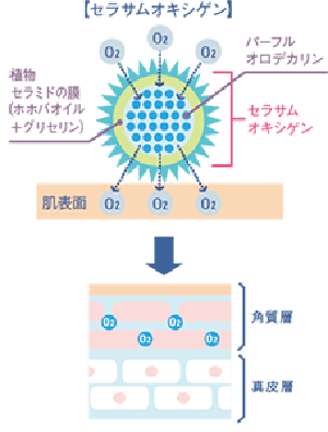 AIR　酸素（セラサム　オキシゲン）