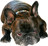 Louis, French Bulldog Extraordinare