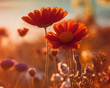 Springtime playlist on Amazon Music