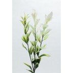 ~Coco Heart~　プリザーブドフラワー　ラスカスガーデン 斑入り(プリザブドフラワー・リース）