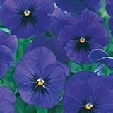 【産地直送】【小輪パンジー】 東京産　ウインターパンジー ナチュレ オーシャン　3.5号　9株セット　【コンテナガーデン】【花壇】