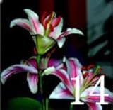 200 PC Senior Perfume Lily Seed, 24 varieties Garden Plants Flower Seed, Bonsai Lily Seed