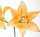 New Arrival 2015!! 50 seeds 24 Colors New Lily Plants indoor bonsai perfume lily seeds lily flower s