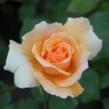 バラ苗 ジャストジョイ 国産大苗6号スリット鉢 四季咲き大輪 オレンジ系