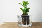 送料無料<新製品>ボスケキューブ Lサイズ【植物別売り】アート感覚で楽しめます!