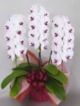 【本物の大輪でこの価格！】花弁約14〜16センチ 赤リップ3本立30輪〜33輪 農林水産大臣金賞など様々な受賞歴のある隠れた胡蝶蘭超一流生産地からの直送！ラッピングメッセージカード立札厚紙無料　高さ約
