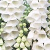 【耐寒性】【宿根草】　ジギタリス　スノーシンブル 　2株セット 　（フォックスグローブ）　【イングリッシュガーデン】