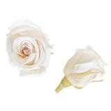 florever　フロールエバー　フレッシュルックベイビーローズ　パンナコッタ　12輪　Φ2.5～3.5cm　 プリザーブドフラワー　Baby Rose　Panna Cotta