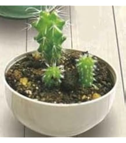 Amazon｜聖新陶芸 サボバケツ 栽培キット ウチワサボテン サイズ：約φ4