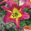 オリエンタルユリ　サティスファクション　１球入