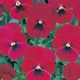 【産地直送】【小輪パンジー】 東京産　ウインターパンジー ナチュレ ローズ　3.5号　9株セット　【コンテナガーデン】【花壇】