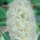 【耐寒性】　芽出し 　ヒヤシンス　ホワイト系　2株セット　【花壇】