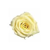 ~Coco Heart~ 　1輪で買える　プリザローズ・ルミエール ライムイエロー　花直径約２ｃｍ　(ハンドメイド アレンジ　クリスマス　母の日　プリザブドフラワー・ローズ）