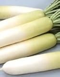【秋まき大根】 冬しぐれ (サカタのタネ)2dl