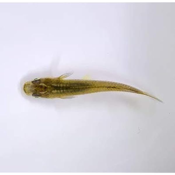 国産 黒メダカ 大 上 10匹 生体 オリジナル 観賞魚 水中生物 通販 Amazon