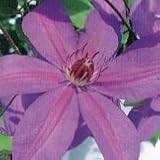 【多年草】　クレマチス　日南　【イングリッシュガーデン】