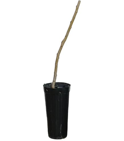 Amazon.co.jp: 果樹苗 花木 桃 水密 すいみつ 13.5cmポット 照手水蜜 Amazon.co.jp: 果樹苗 花木 桃 水密 すいみつ 13.5cmポット 照手水蜜